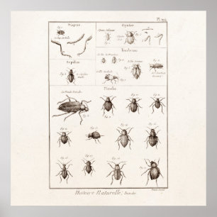 Póster Ilustracion de escarabajos bug insectos vintage de
