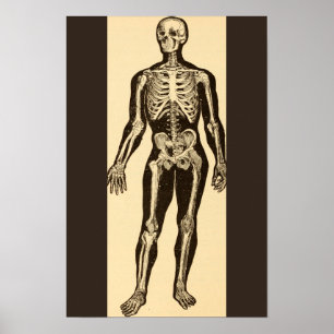 Póster Ilustración de esqueleto vintage envejecida capric