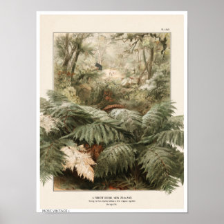 PÓSTER ILUSTRACIÓN DE ESTILO VINTAGE DEL BOSQUE DE NUEVA
