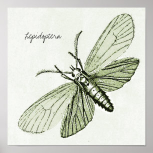Póster Ilustracion de fallos de entomología de insectos v