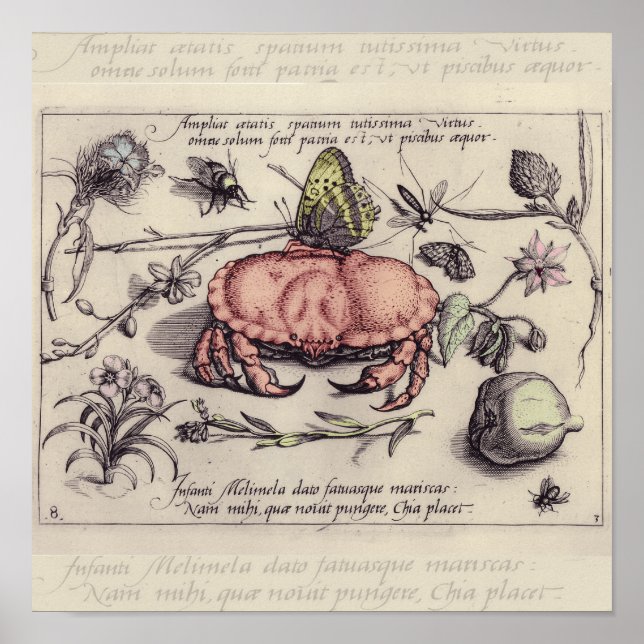 Póster Ilustracion de flor de insectos botánicos de cangr (Frente)