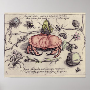 Póster Ilustracion de flor de insectos botánicos de cangr