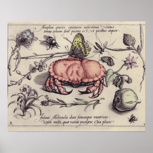 Póster Ilustracion de flor de insectos botánicos de cangr (Frente)