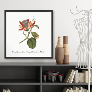 Póster Ilustracion de flor de pasión vintage