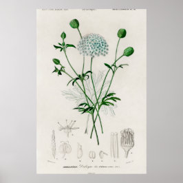 Póster Ilustración de Flor Silvestre Azul de Jardín Botán