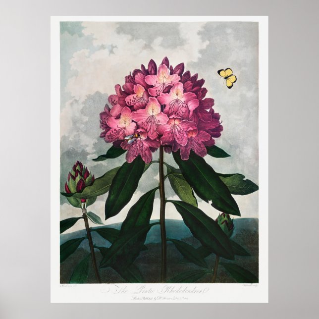 Póster Ilustracion de flores 2 (Frente)