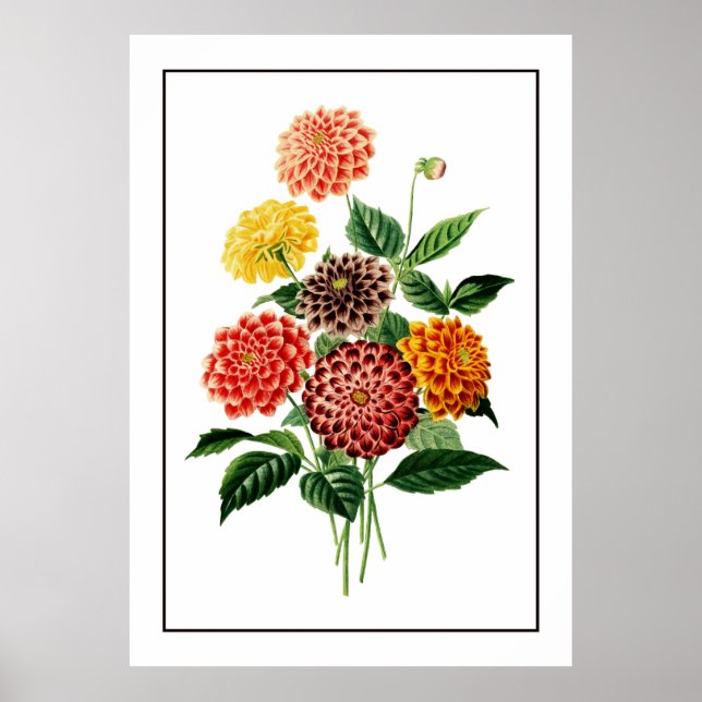 Póster Ilustracion de flores botánicas coloridas (Frente)