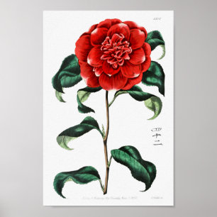Póster Ilustracion de flores de época