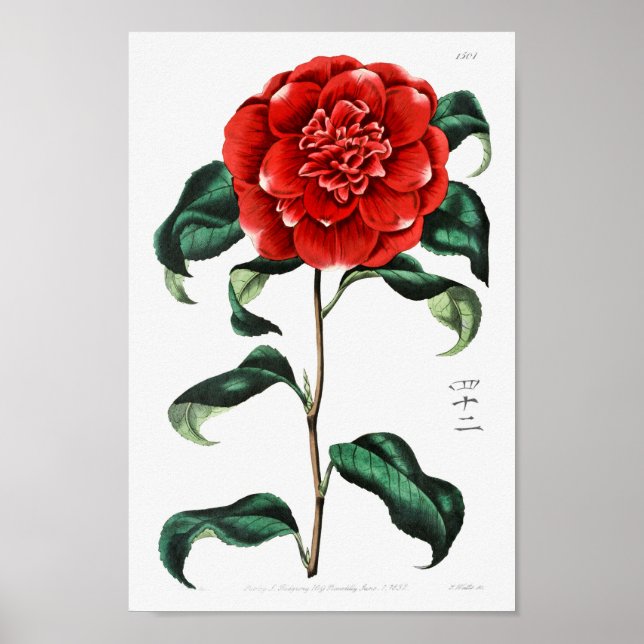 Póster Ilustracion de flores de época (Frente)