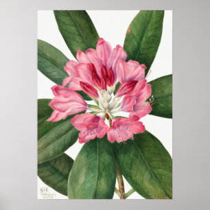 Póster Ilustracion de flores de época