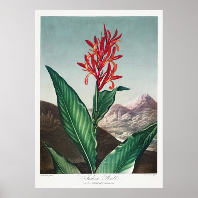 Póster Ilustracion de flores de época (Frente)