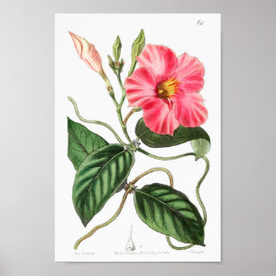 Póster Ilustracion de flores de época