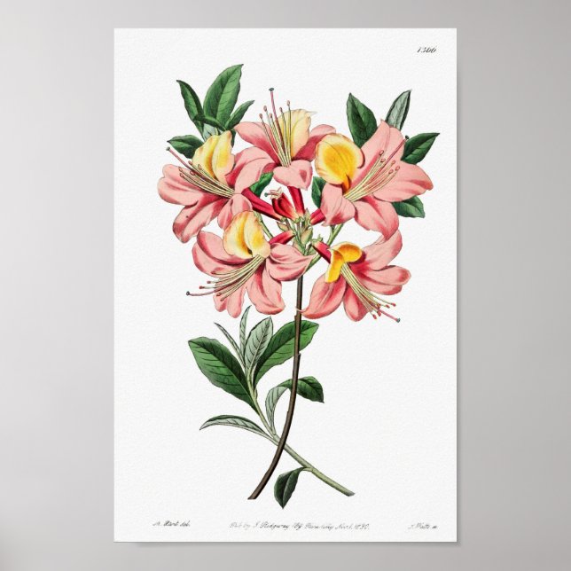 Póster Ilustracion de flores de época (Frente)