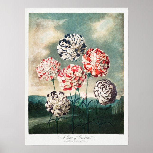 Póster Ilustracion de flores de época (Frente)