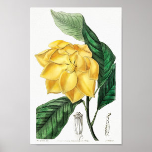 Póster Ilustracion de flores de época