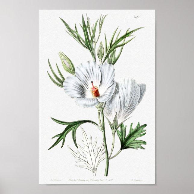 Póster Ilustracion de flores de época (Frente)