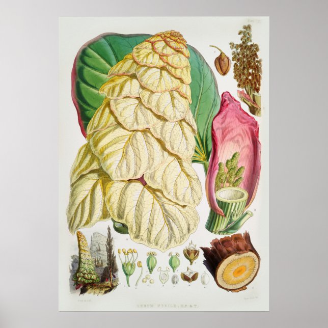 Póster Ilustracion de flores de época (Frente)