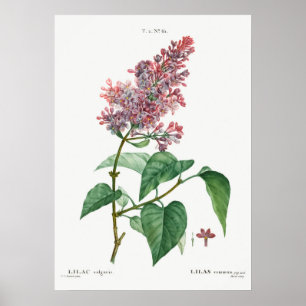 Póster Ilustracion de flores de época
