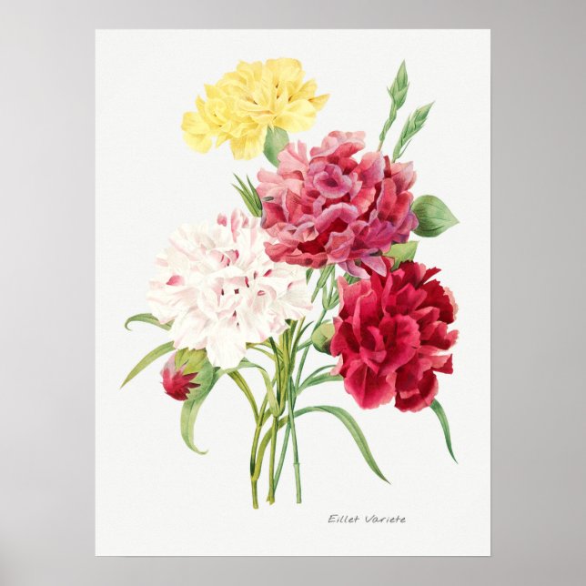 Póster Ilustracion de flores de época (Frente)
