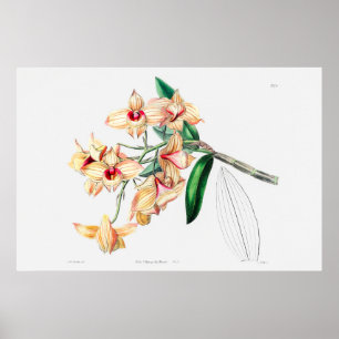 Póster Ilustracion de flores de época