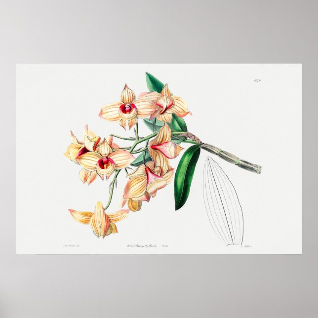 Póster Ilustracion de flores de época (Frente)