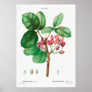 Póster Ilustracion de flores de época