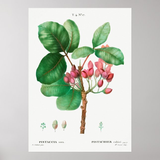Póster Ilustracion de flores de época (Frente)