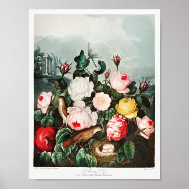 Póster Ilustracion de flores de época (Frente)