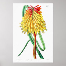 Póster Ilustracion de flores de época