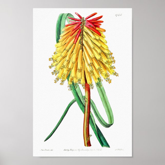 Póster Ilustracion de flores de época (Frente)