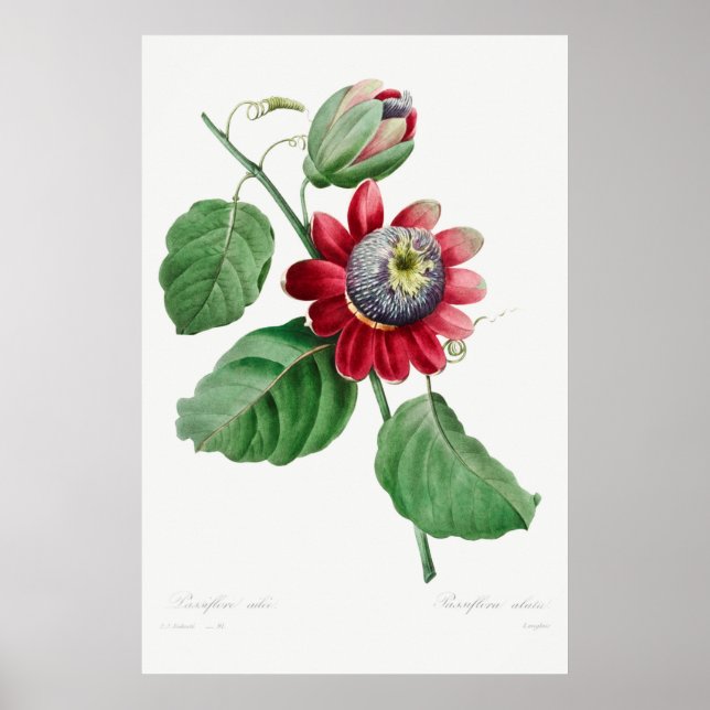 Póster Ilustracion de flores de época (Frente)