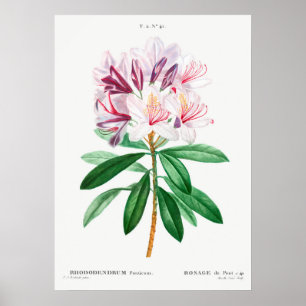 Póster Ilustracion de flores de época