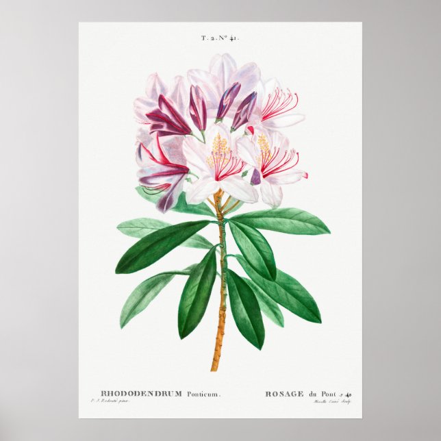 Póster Ilustracion de flores de época (Frente)