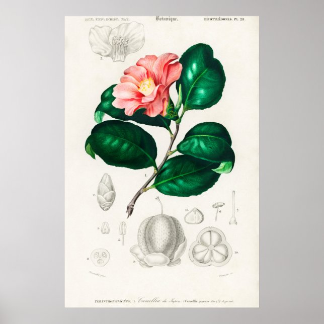 Póster Ilustracion de flores de época (Frente)