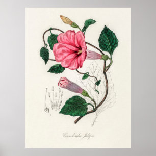 Póster Ilustracion de flores de época