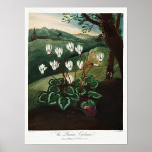 Póster Ilustracion de flores de época
