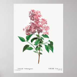Póster Ilustracion de flores de época