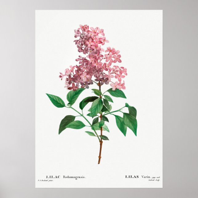 Póster Ilustracion de flores de época (Frente)