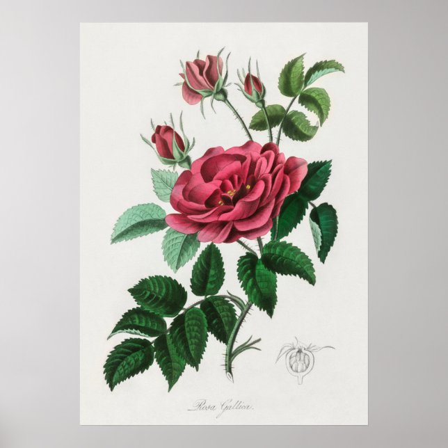 Póster Ilustracion de flores de época (Frente)