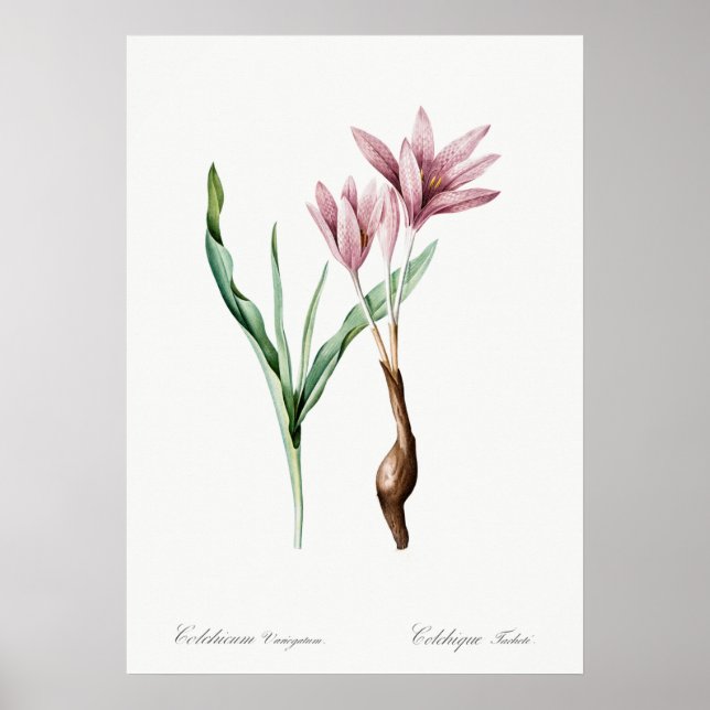 Póster Ilustracion de flores de época (Frente)