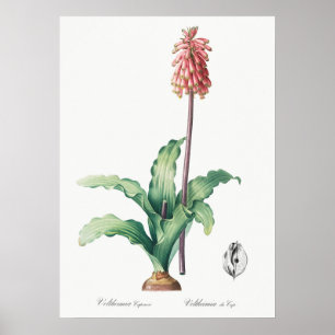 Póster Ilustracion de flores de época