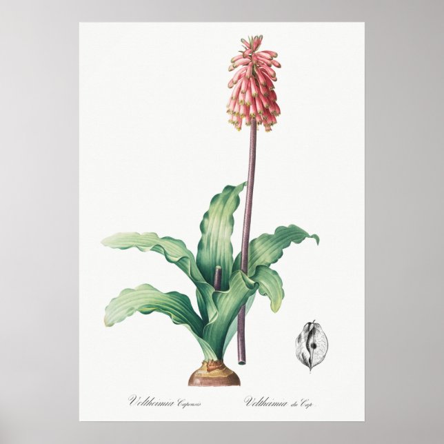Póster Ilustracion de flores de época (Frente)