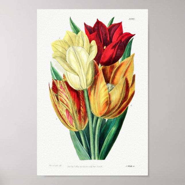 Póster Ilustracion de flores de época (Frente)