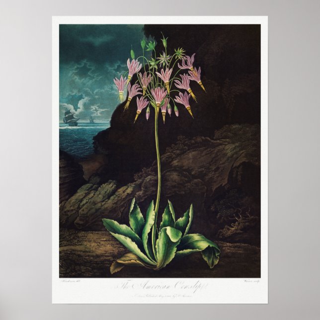 Póster Ilustracion de flores de época (Frente)