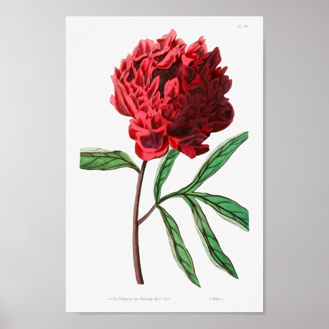 Póster Ilustracion de flores de época (Frente)