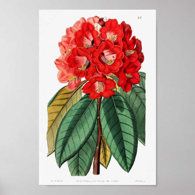 Póster Ilustracion de flores de época (Frente)