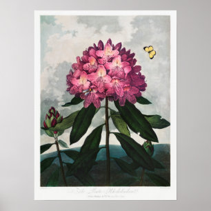 Póster Ilustracion de flores de época