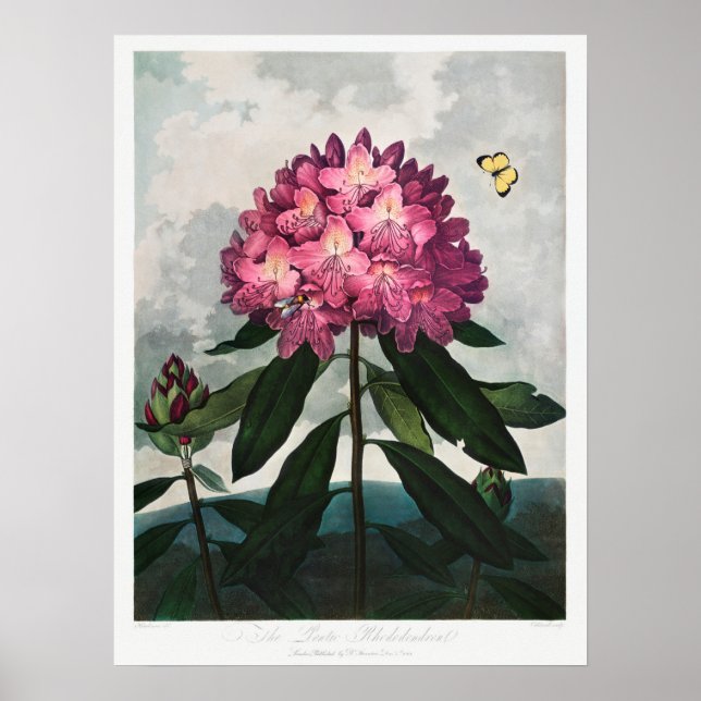 Póster Ilustracion de flores de época (Frente)