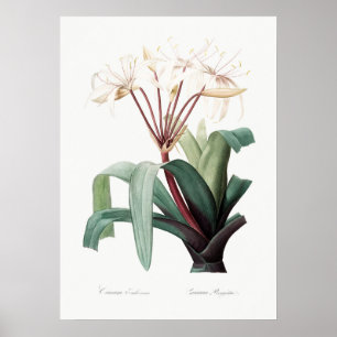 Póster Ilustracion de flores de época