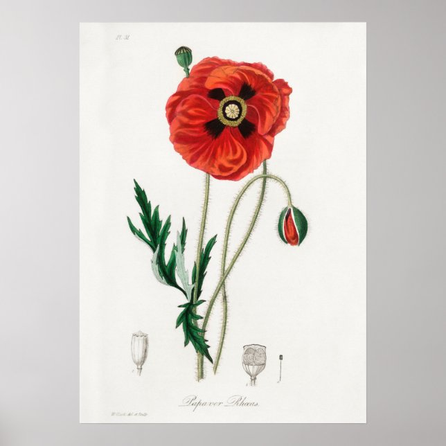 Póster Ilustracion de flores de época (Frente)